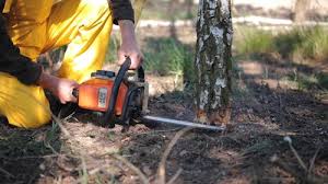 Best Tree Preservation Services  in Johnston, IA