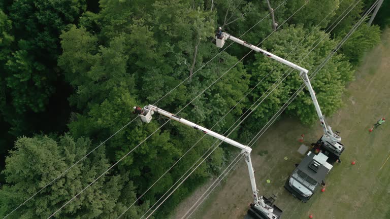 Best Tree Removal  in Johnston, IA