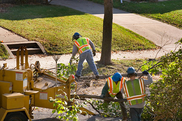 Best Tree Mulching  in Johnston, IA