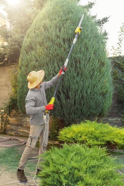 Best Tree and Shrub Care  in Johnston, IA